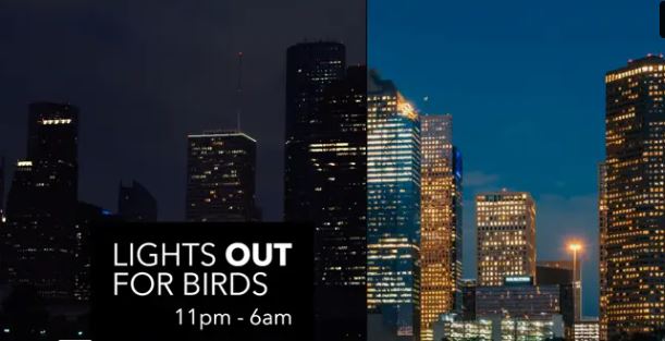 Lights Out for Birds March 1st through June 15th 11pm to 6am